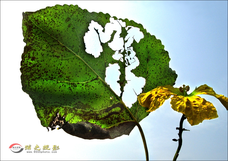 ��Ҷ��X��Ƭ�� (2).jpg