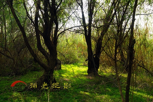 DSC03366_���� - ����.jpg