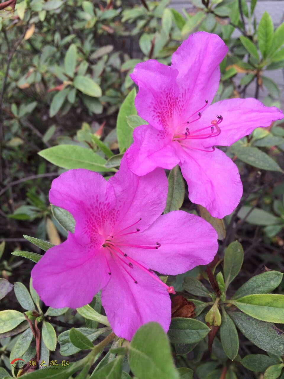 �ֻ������