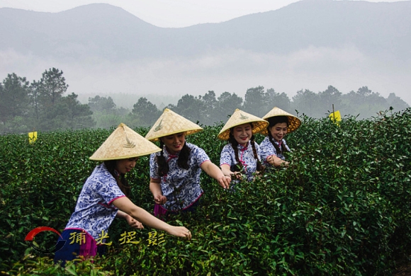 ����ɽ�²ɲ�æ