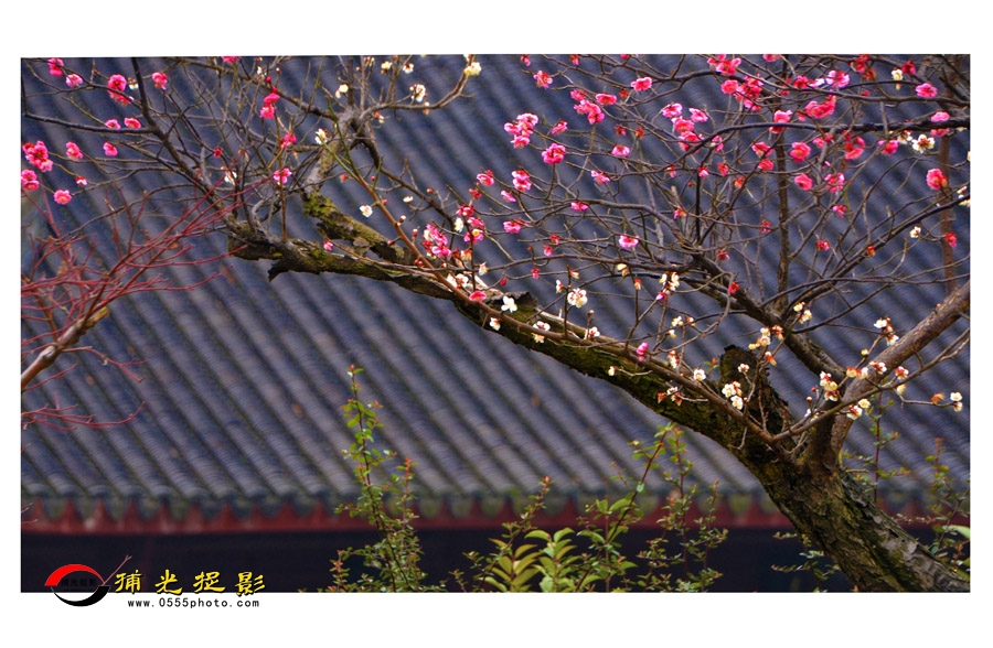 051庮÷Цǰͥ.jpg
