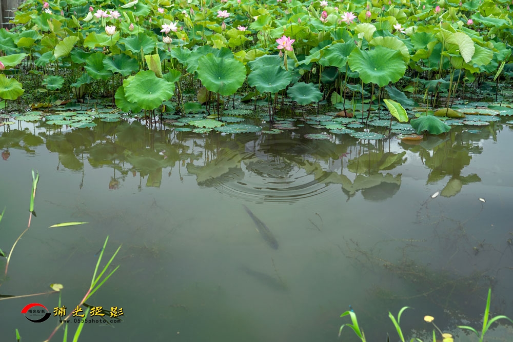 033ɫ԰????԰ƪ 0004.jpg