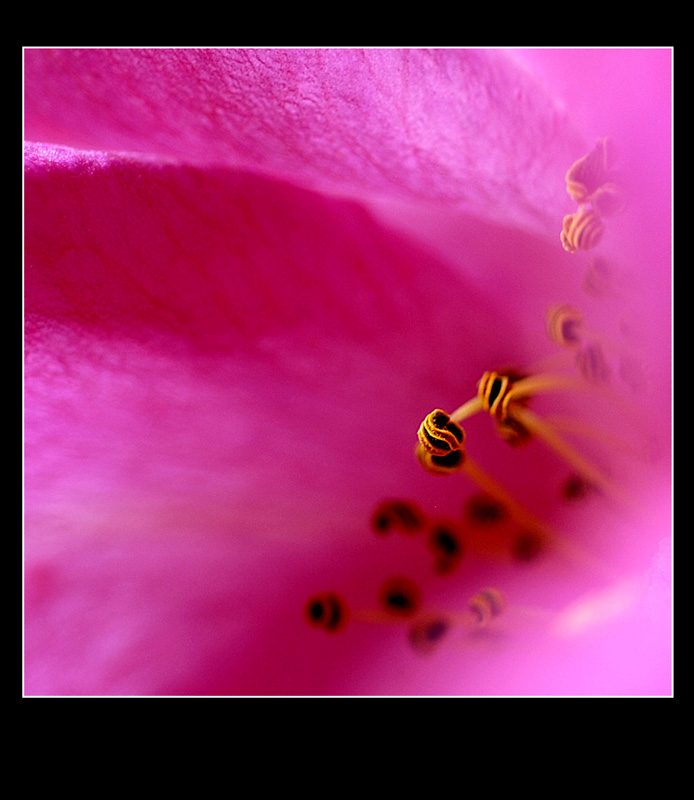 [ԭ��]������ֻ��ͷ��NiKon 35-70 f2.8D��NiKon 60mm f2.8D