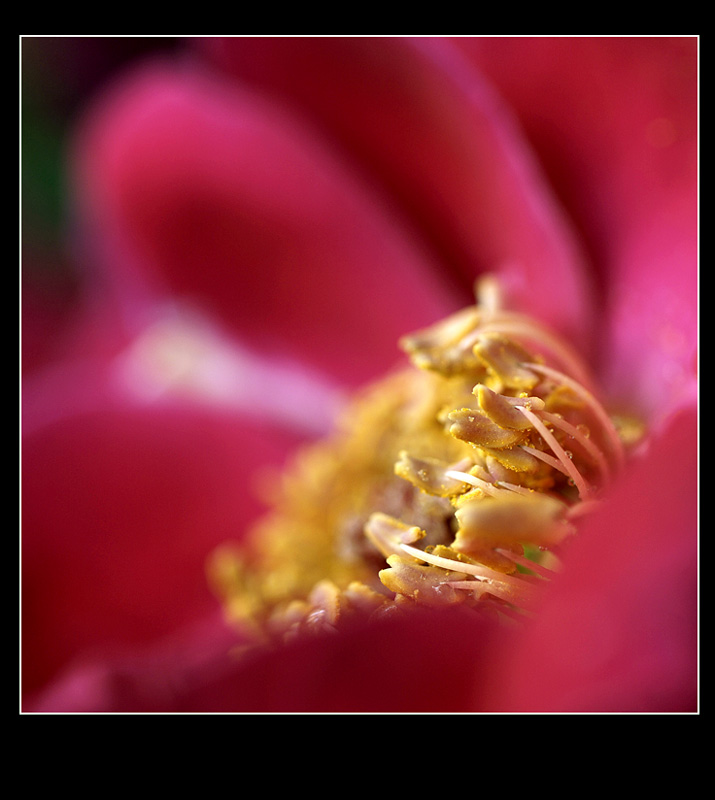 [ԭ��]������ֻ��ͷ��NiKon 35-70 f2.8D��NiKon 60mm f2.8D