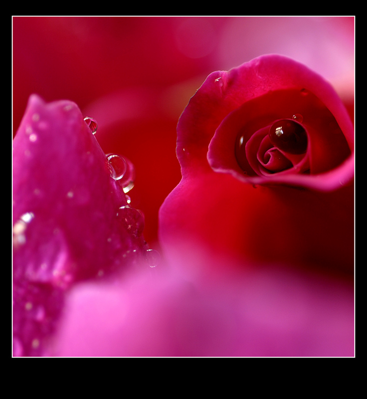 [ԭ��]������ֻ��ͷ��NiKon 35-70 f2.8D��NiKon 60mm f2.8D