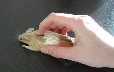 [ת��]����֮���Ц�棩