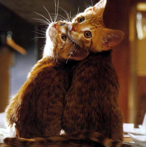 [ת��]����֮���Ц�棩