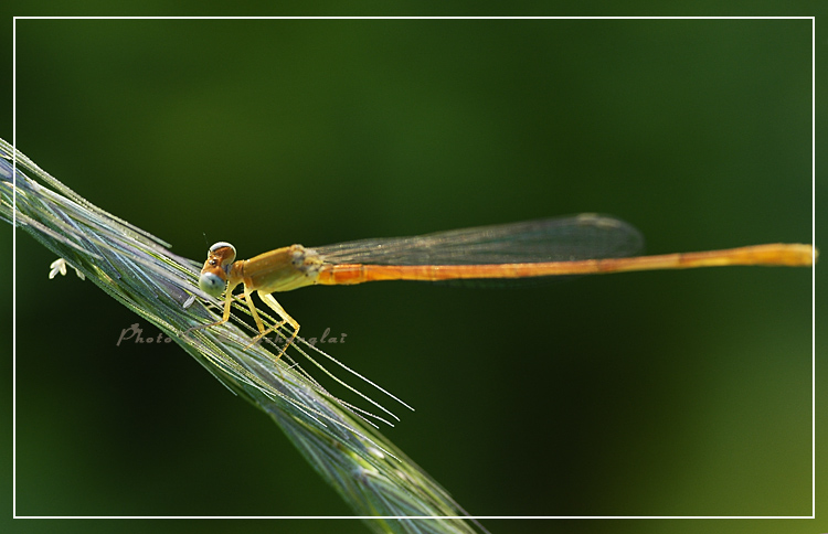 [ԭ��]  �� į �� �� ��