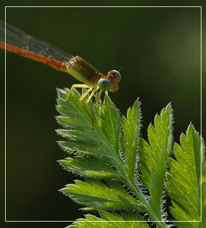 [ԭ��]  �� į �� �� ��