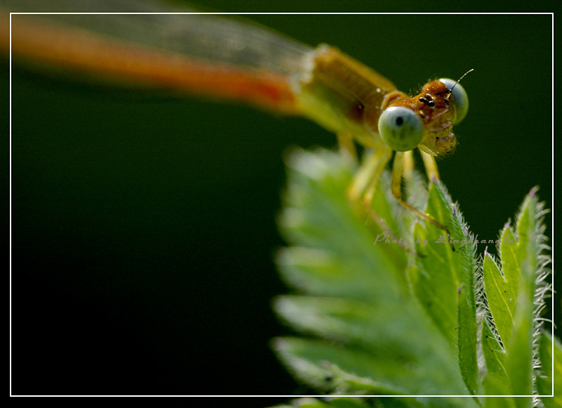 [ԭ��]  �� į �� �� ��