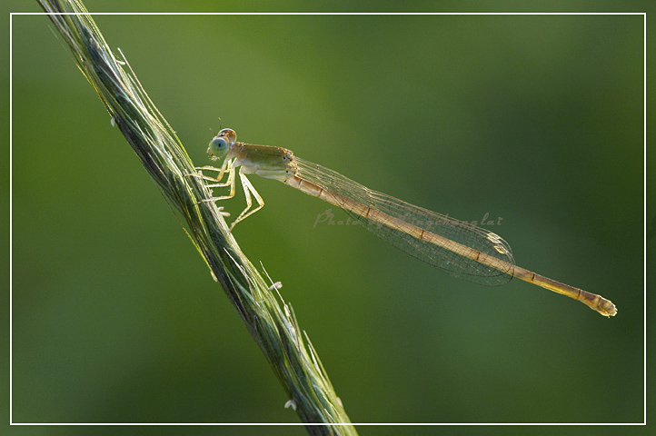 [ԭ��]  �� į �� �� ��