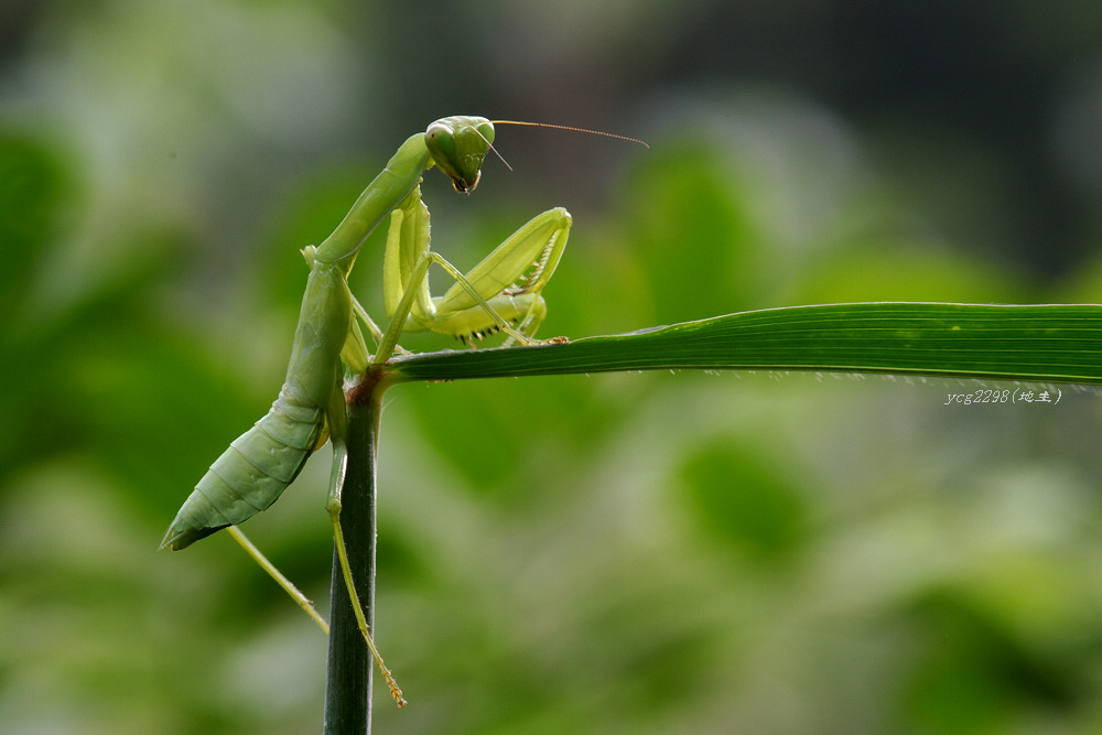 [ԭ��]������ˣ�����