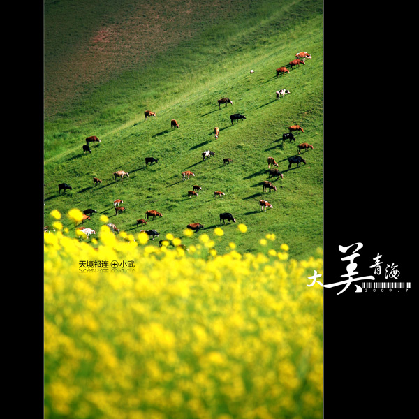 ���޼�--�����ຣ