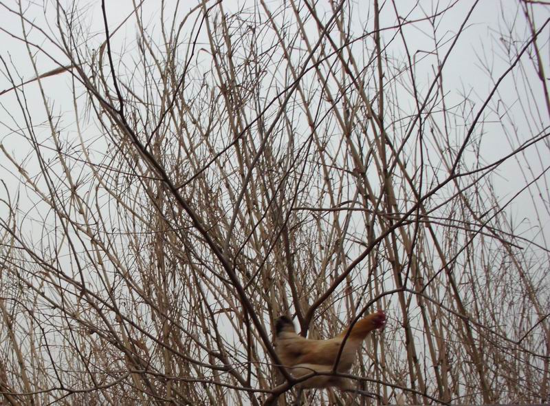 ������С IMG_0063.JPG