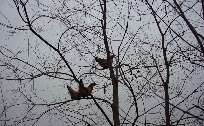 ������С IMG_0056.JPG