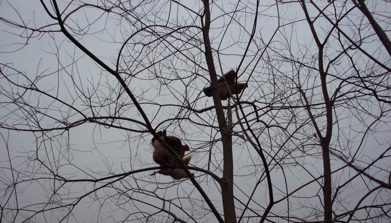 ������С IMG_0057.JPG