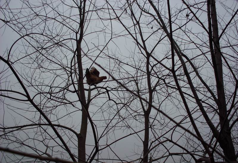 ������С IMG_0059.JPG