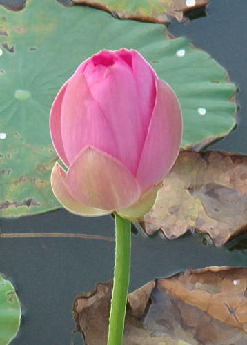 ���� DSC06471.JPG