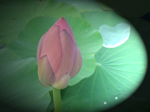 ���� DSC06486.JPG