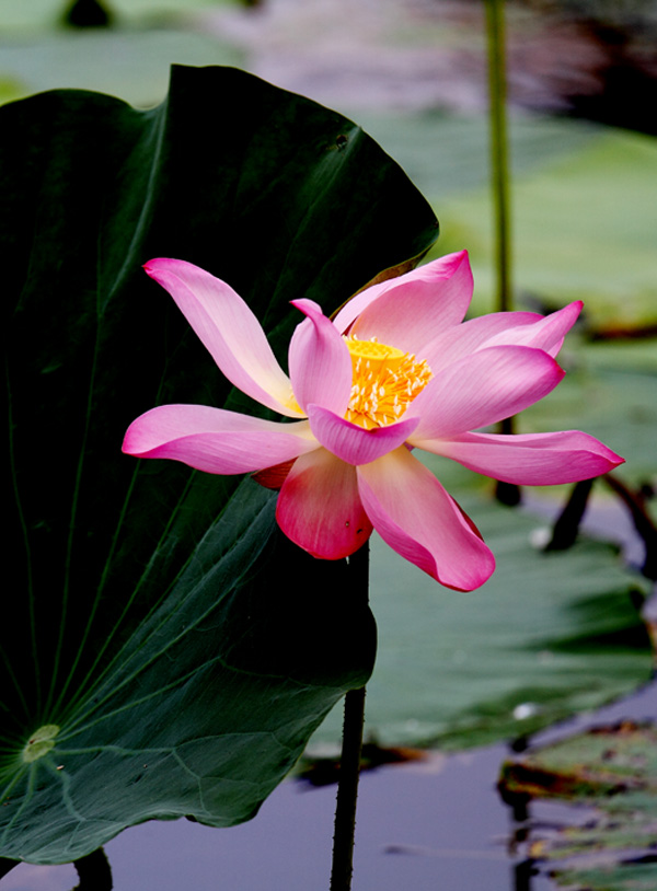 _MG_2586 ����.jpg