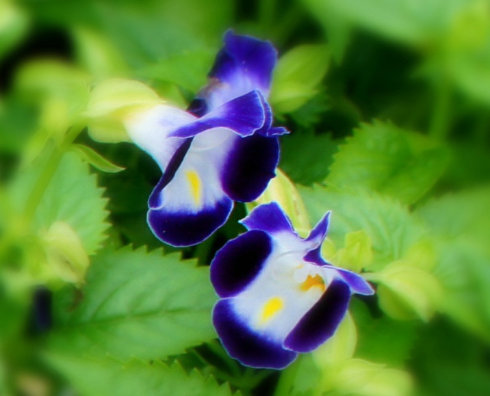 ������ӡ