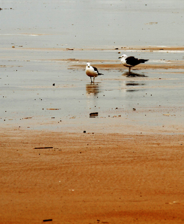 _MG_2658 ����.jpg