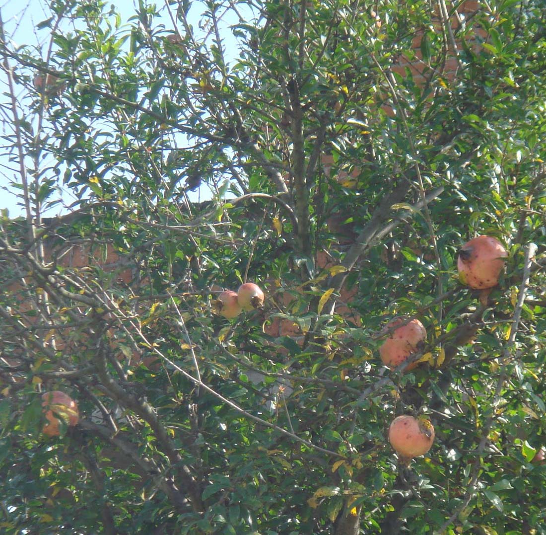 ���� ʯ�� (2).JPG