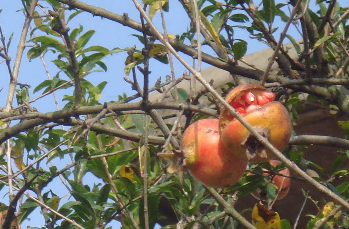 ���� ʯ��.JPG