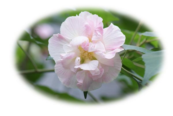 DSC02202 ����.jpg