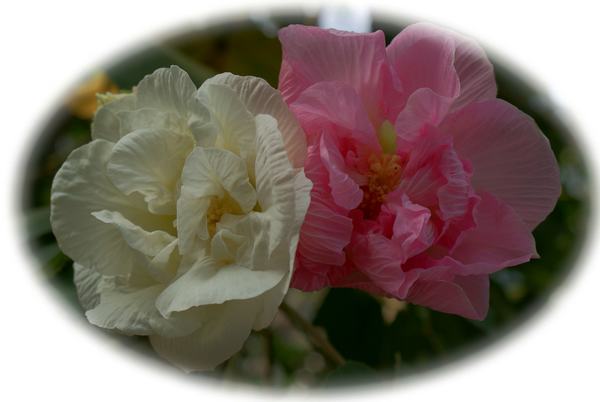 DSC02205 ����.jpg