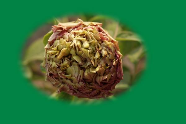 DSC07675 ����.jpg