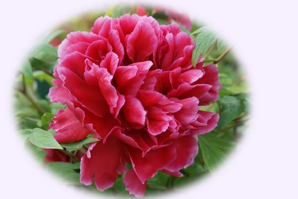 DSC07108 ����.jpg