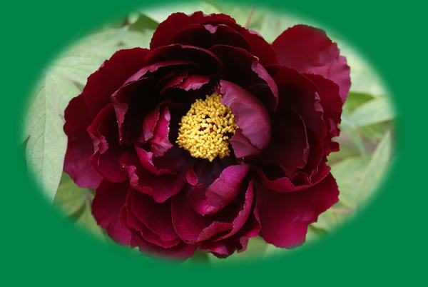 DSC07578 ����.jpg