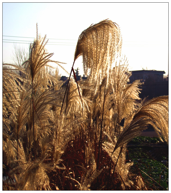 ����Ѳ�����