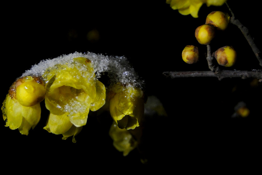 ���� DSC01541.JPG