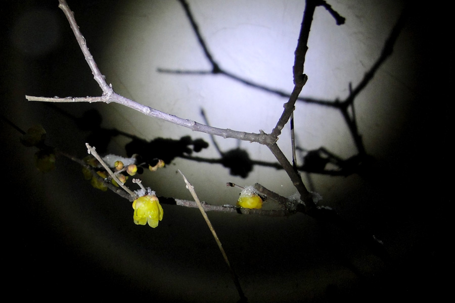 ���� DSC01548.JPG