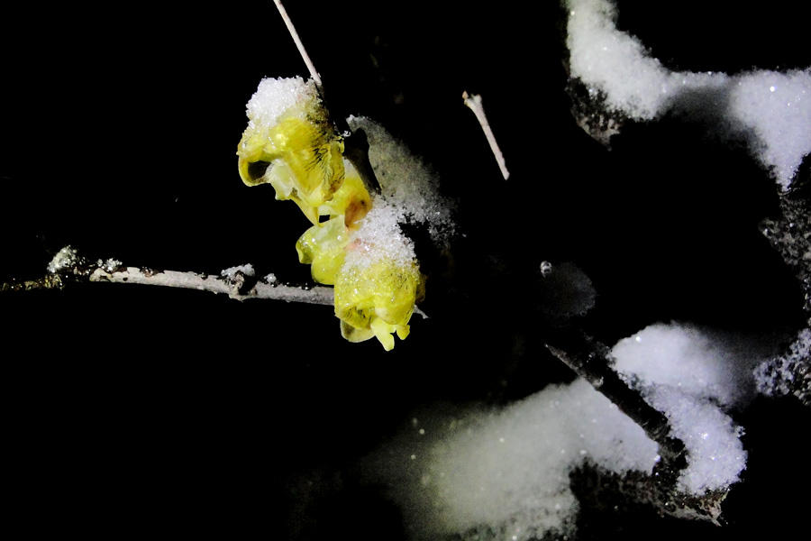 ���� DSC01546.JPG