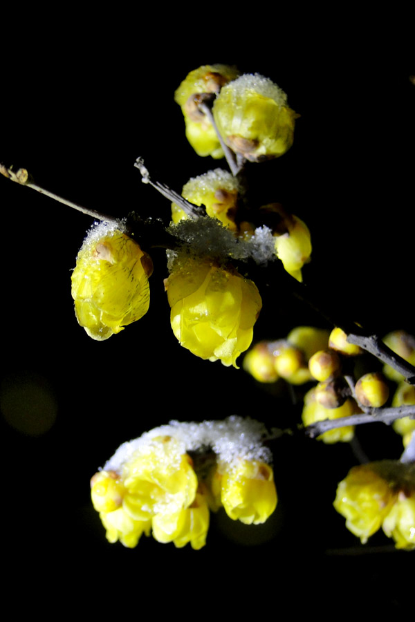 ���� DSC01555.JPG