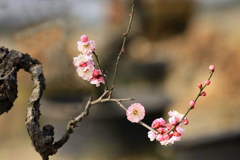 ���� IMG_3908.JPG