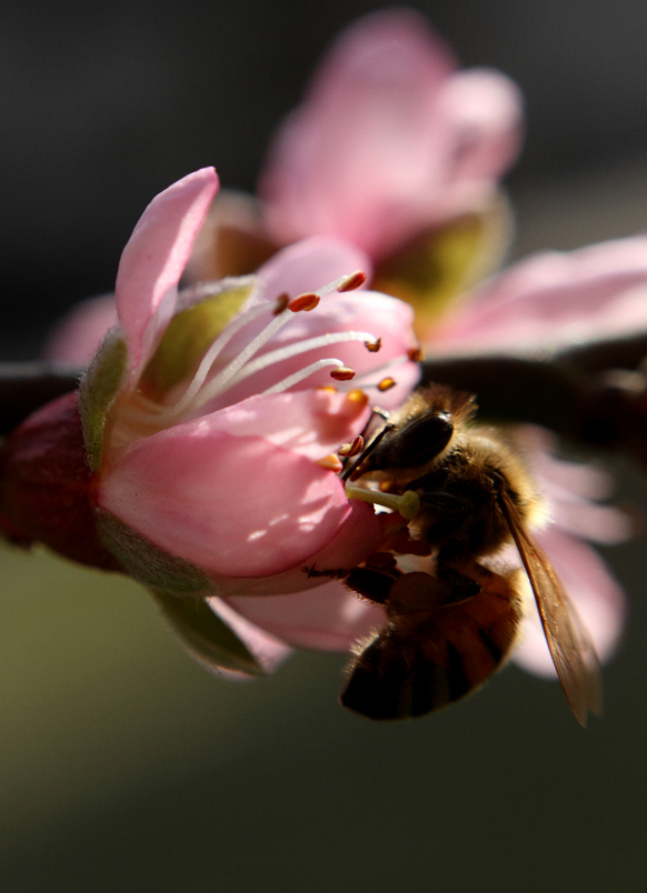 _MG_5433 ����.jpg