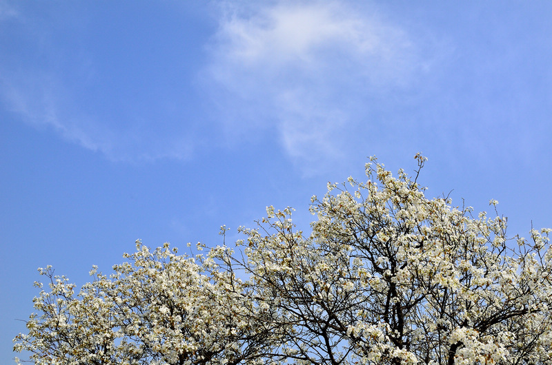 ���� һ���滨.jpg