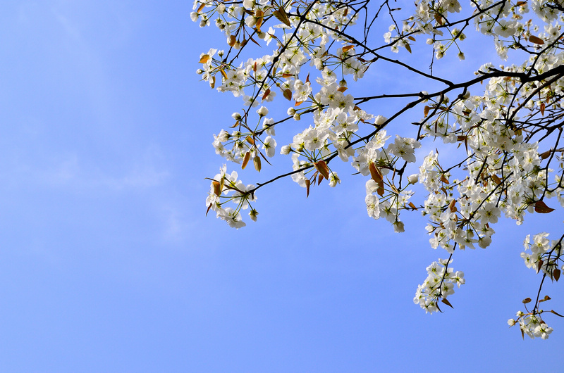 ���� һ���滨1.jpg