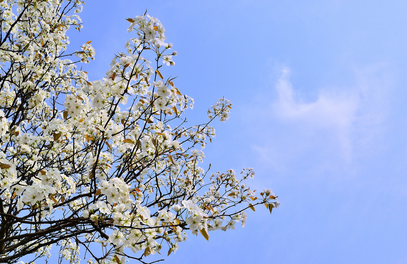 ���� һ���滨2.jpg