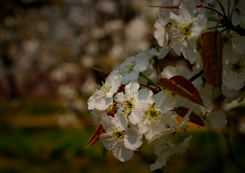 ���� һ���滨3.jpg