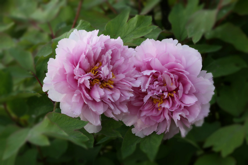 ���� IMG_5191.JPG