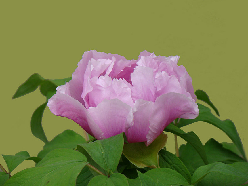 ���� DSC03819.JPG