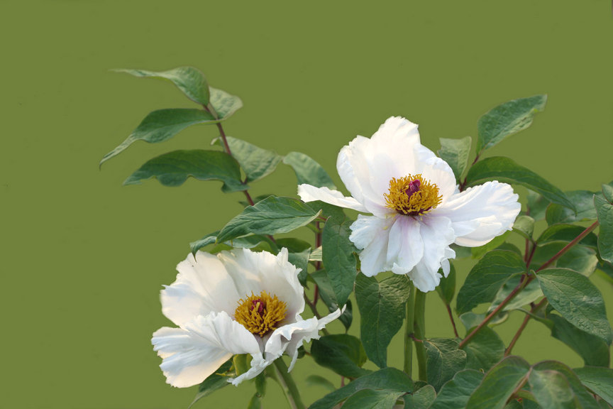 ���� IMG_5260.JPG