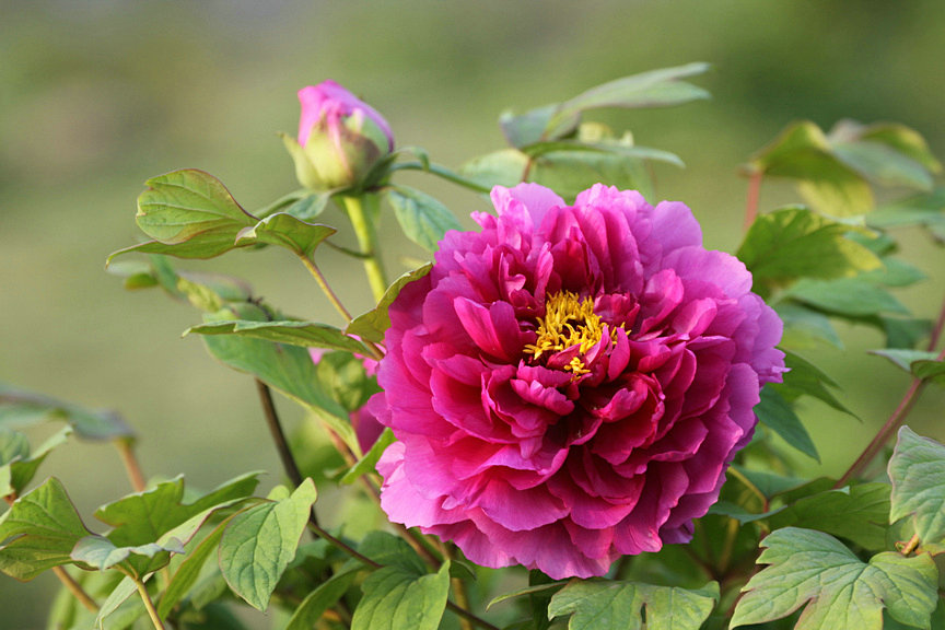 ���� IMG_5252.JPG