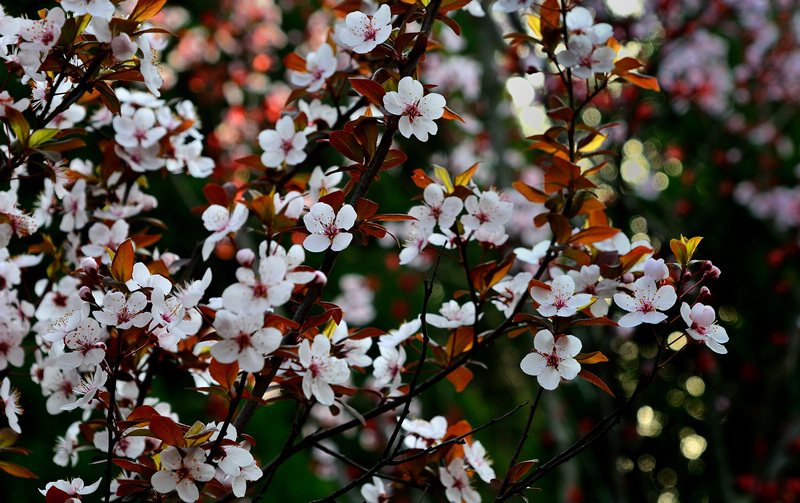 ���� ӣ��3.jpg