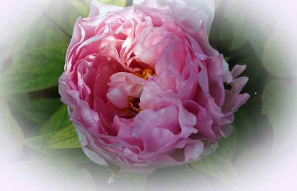 DSC07087 - ����.JPG